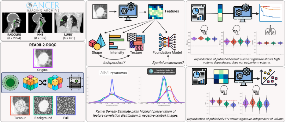 Representative image for Negative controls reveal volume-driven confounding in radiomics and imaging foundation model features