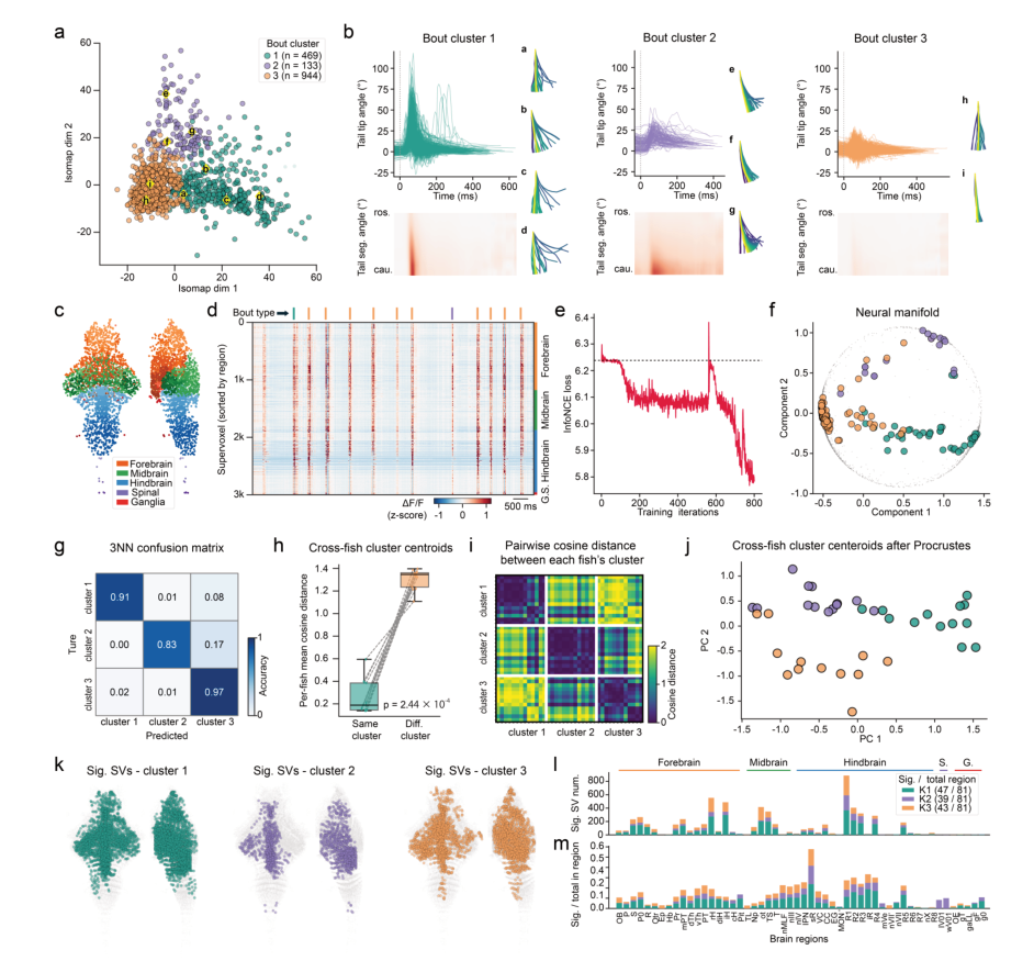 Representative image for SeekBrain: An Autonomous Multi-Agent System for Accelerating Neuroscience Discovery