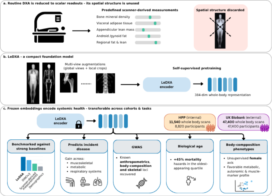 Representative image for Self-supervised DXA representations encode multi-system disease risk, biological aging and heritability
