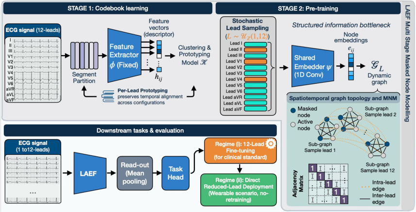 Representative image for LAEF: A Lead-Agnostic ECG Foundation Model Towards Point-of-Care Diagnostics