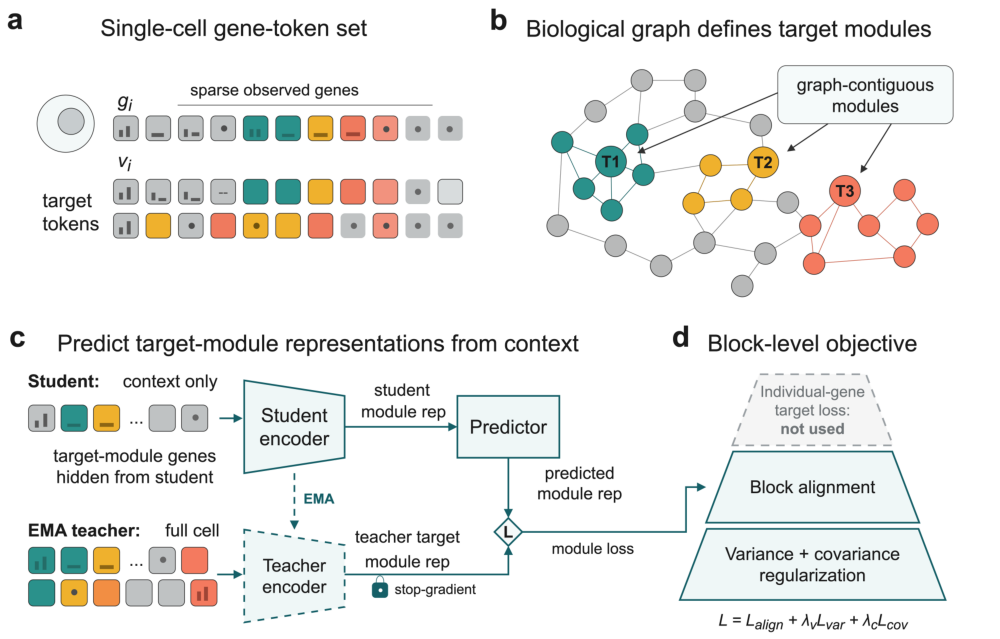 Representative image for BioM-JEPA: joint-embedding prediction of graph-connected gene blocks in single cells