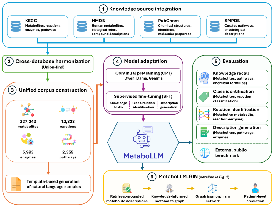 Representative image for MetaboLLM: a metabolomics-specialized large language model for biochemical knowledge integration and predictive metabolite graph construction