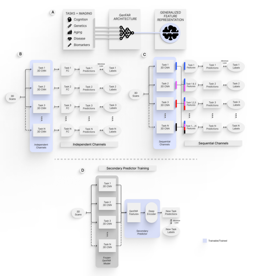 Representative image for GenFAR: A generalized representation of brain structure, derived from 49,246 multi-cohort MRIs via deep learning