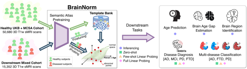 Representative image for BrainNorm: A Foundation Model that knows Normal via Semantic Atlas Pretraining