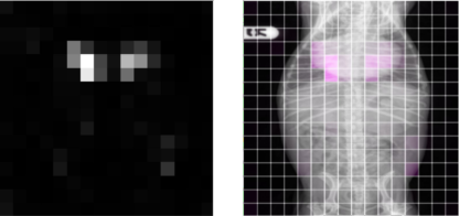 Representative image for V-REX: Efficient Specialist VLM Training for Veterinary X-Rays