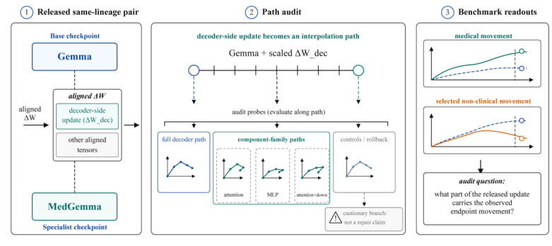 Representative image for Beyond Endpoint Gains: A Weight-Delta Audit of Medical Specialization