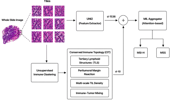 Representative image for Conserved Immune Topology Improves Pathology Foundation Model Generalization for Cross-Cancer MSI-H Prediction