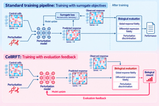 Representative image for CellRFT: Reinforcement Fine-Tuning for Single-Cell Perturbation Modeling