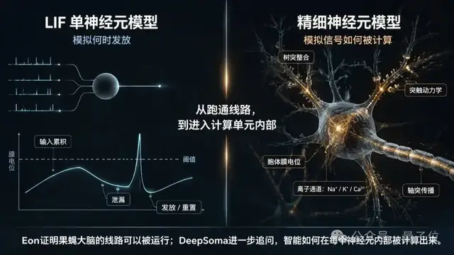Representative image for Eon用LIF“上传”果蝇脑，中国团队直接上精细神经元和跨身体平台